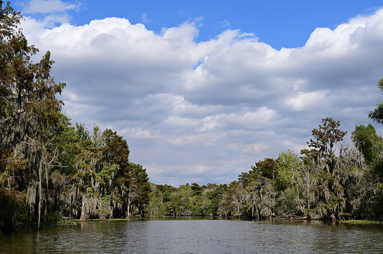 Swamp Landscape
