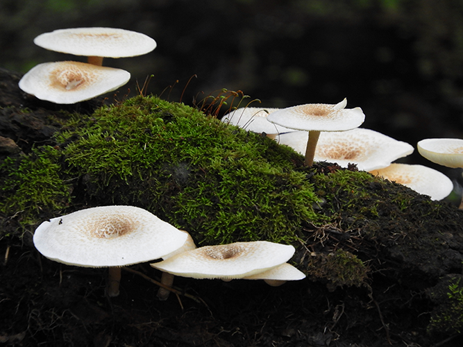 Swamp Mushrooms